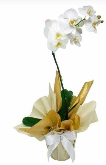 Orquídea phalaenopsis